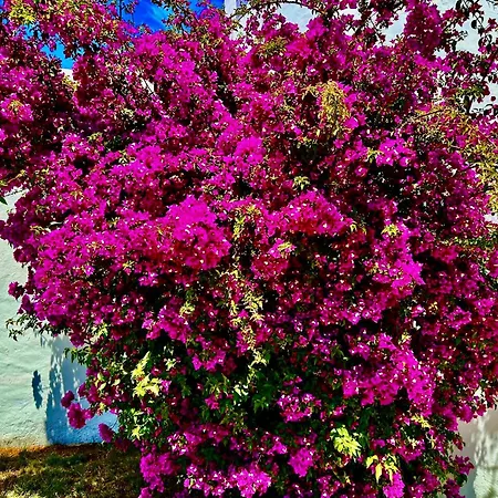 Solar Do Monte 6 Apartament